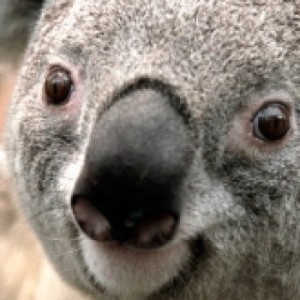 Create meme: Koala, Koala bear, Koala avatar