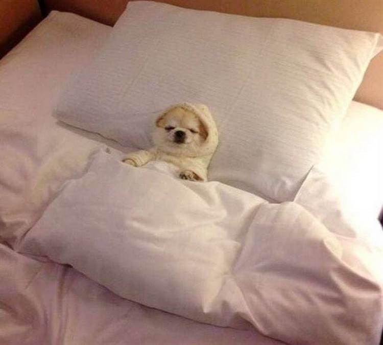 Создать мем: собака в кровати мем, собачки милые, спящая собака