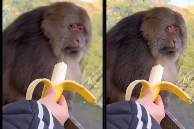 Создать мем: шимпанзе обезьяна, обезьяна ест банан, обезьяна с бананом
