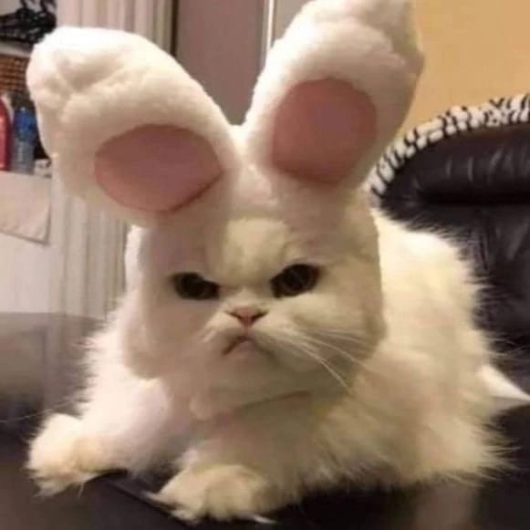 Create meme: happy cat , the cat is unhappy, evil Bunny
