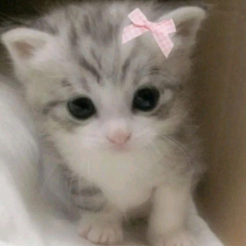 Create meme: cute cats , cat kitten, adorable kittens