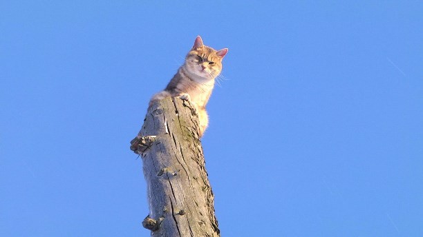 Создать мем: кошка рыжая, кошка весна, кошка