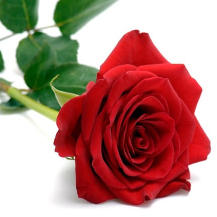 Create meme: red roses , flowers red roses, beautiful roses 
