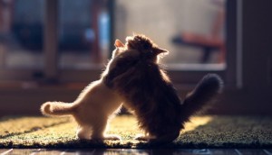 Create meme: cute cats, cute kittens, seals hug