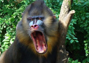 Create meme: mandril, primate, evil baboon
