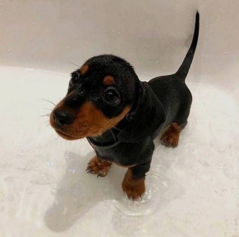Create meme: dachshund breed dog, miniature Dachshund, puppies fees