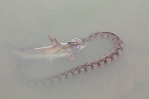 Создать мем: рыба гадюка в воде, неизвестные рыбы, змея