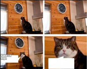 Create meme: meme, I think I missed the cat, comics meme