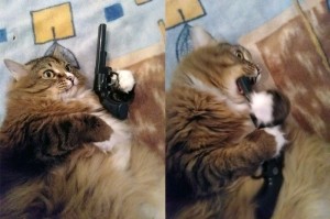 Create meme: dangerous cat, cat, cat with a gun