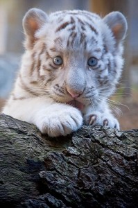 Создать мем: бенгальский тигр альбинос, маленький тигренок, маленький белый тигренок