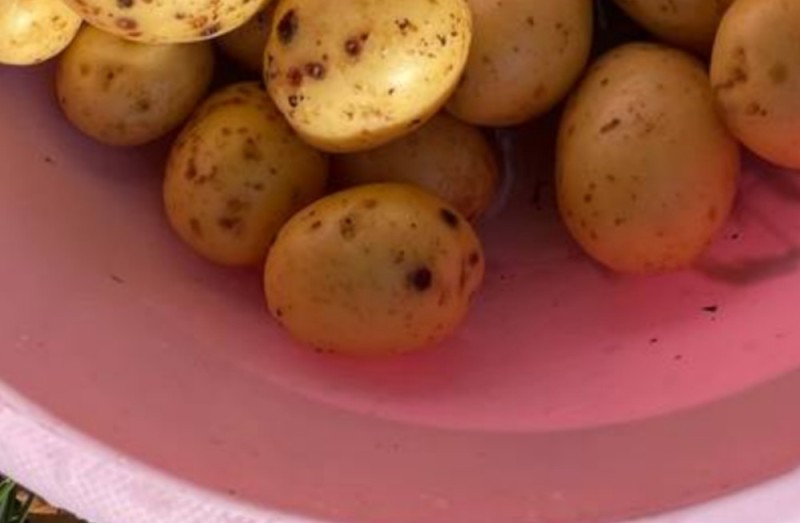 Create meme: potatoes , potato cultivar gala, potato varieties