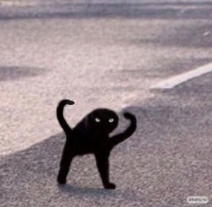 Create meme: black cat joy, joy, Shuka black cat meme, black cat meme