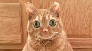 Create meme: the surprised cat, cat