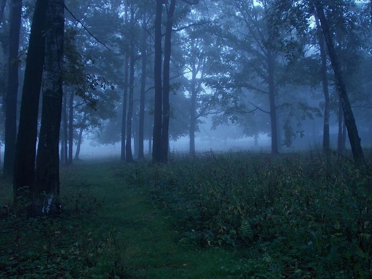 Создать мем: лес без света, лес мрачный, темный лес в тумане