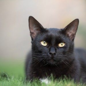 Создать мем: красивый черный кот, порода бомбейская кошка, черный кот