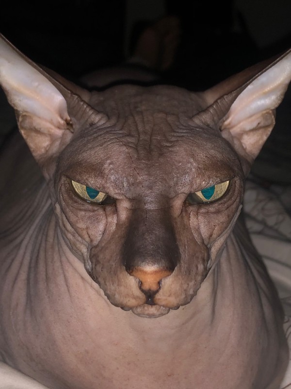 Create meme: Sphinx , Sphynx cat , Sphynx 