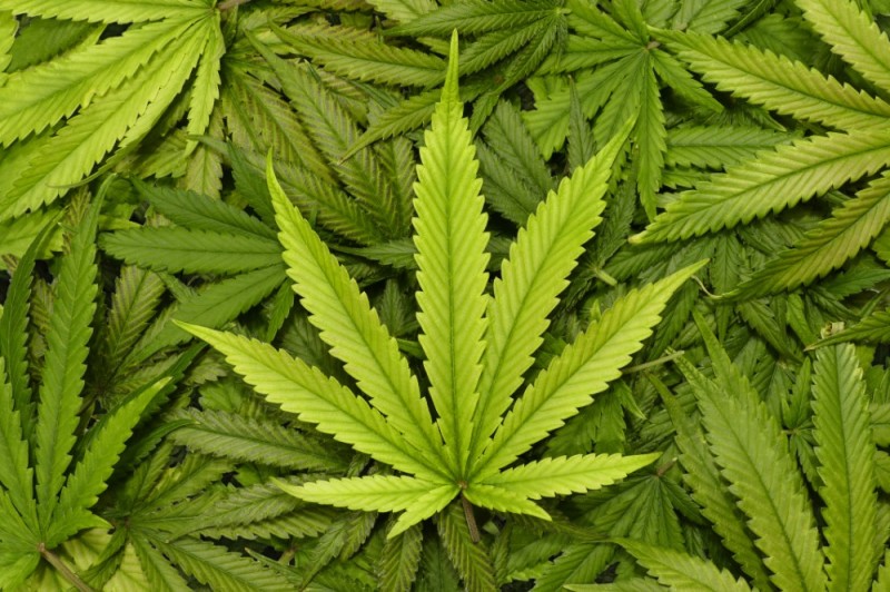 Create meme: cannabis, cannabis , marijuana leaf