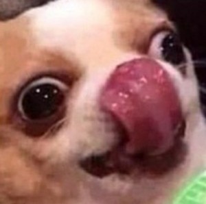 Create meme: Dog, meme dog Chihuahua, the dog licked meme
