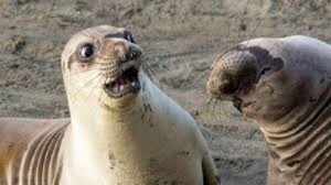 Создать мем: удивленный тюлень, морской котик, смешной морской котик