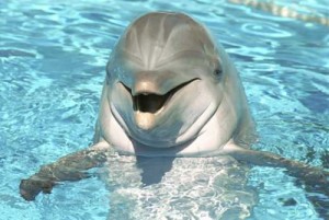 Создать мем: Дельфин