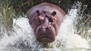 Create meme: Hippo, Hippo