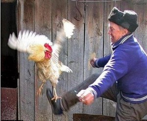 Create meme: hen and rooster, cock joke, the guy kicks cock