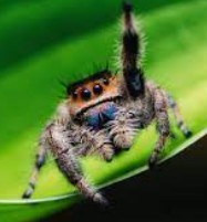 Create meme: spider jumper, The spider is a female steed, spider horse
