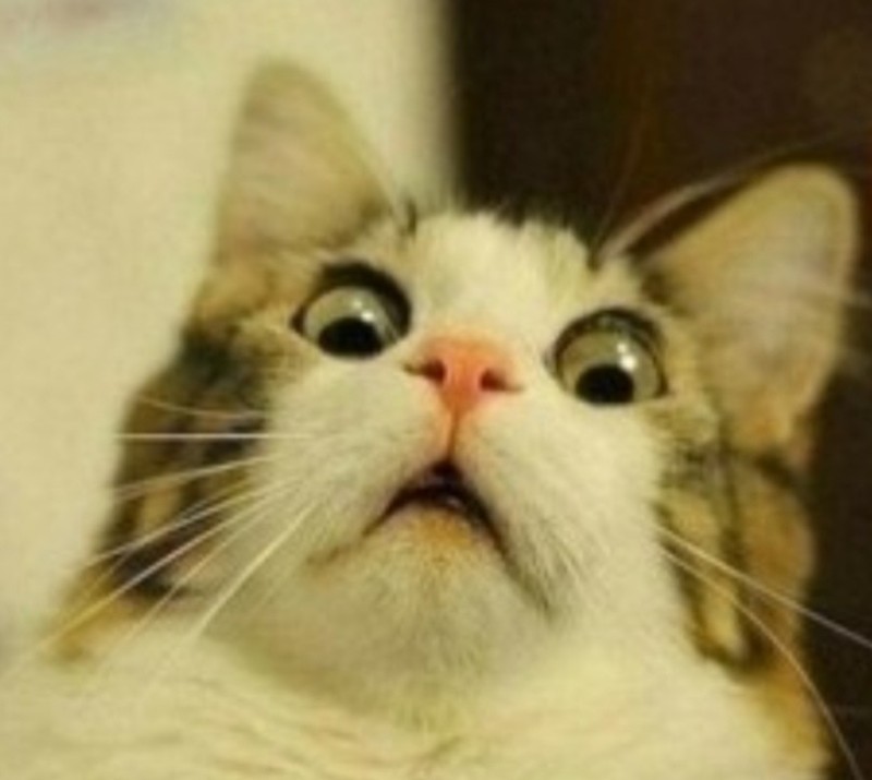 Создать мем: котик в шоке, удивленный кот мем, шокированный кот