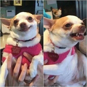 Create meme: Chihuahua meme, dog funny, Chihuahua