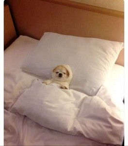 Создать мем: собака спит на кровати, собака в кровати мем, спокойной ночи смешные картинки