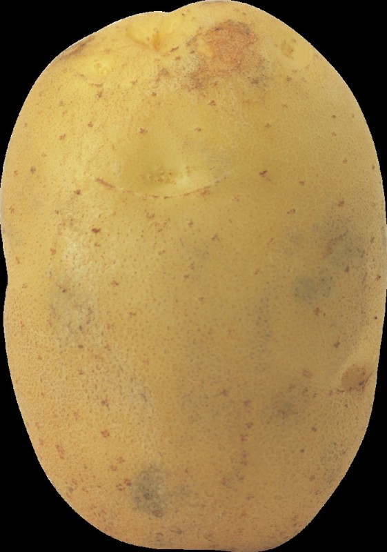 Создать мем: картофель на прозрачном фоне, семенной картофель, картофель желтый