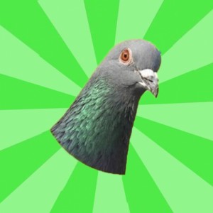 Create meme: dove, pigeon, Pigeon advice