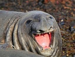 Create meme: sea elephant Idon, southern elephant seal, laughing animals