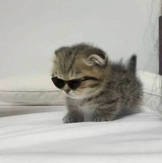 Create meme: kitten cat, cute cats , cat in glasses 