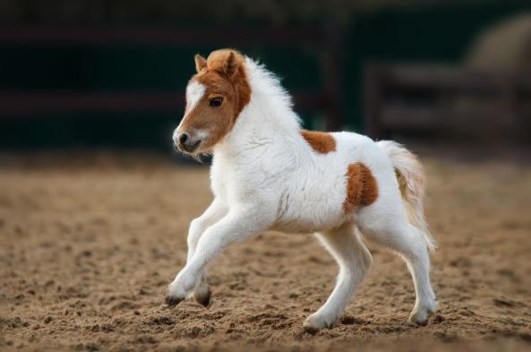 Create meme: Ravensburger Pony 3x49 puzzle, miniature horse, Shetland pony with foal
