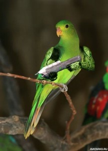 Create meme: Alexandrine parrot