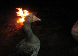 Create meme: fire, goose, duck