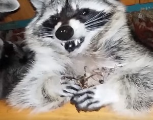Create meme: crazy raccoon pictures, raccoon gargle, raccoon raccoon feeds