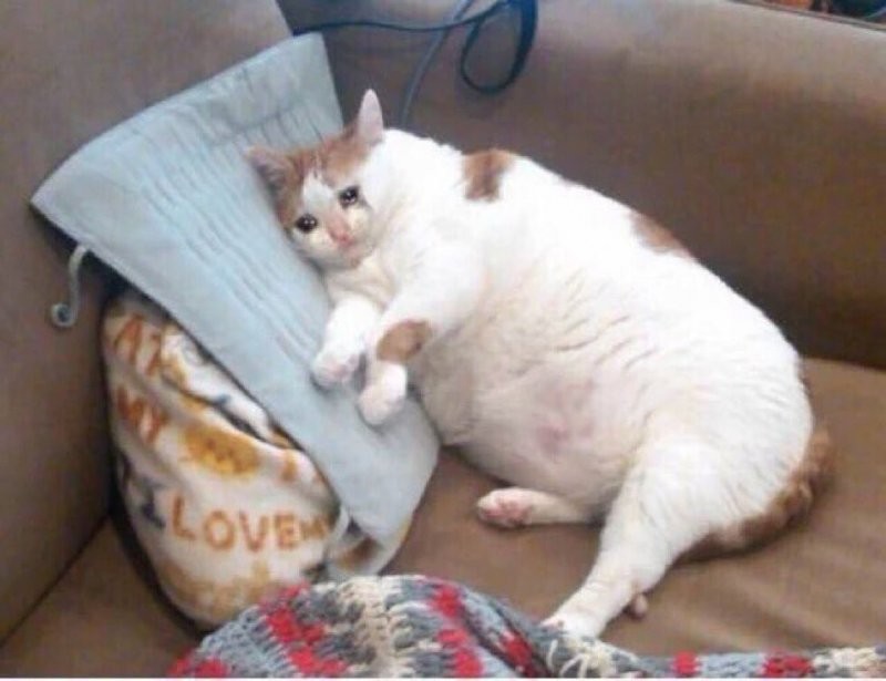 Create meme: fat sad cat, fat cat meme, fat cat 