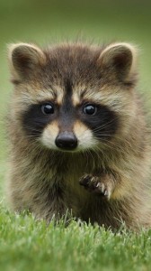 Create meme: raccoon , cute raccoon, enotik 