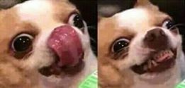 Create meme: meme dog, the dog licked meme, Chihuahua
