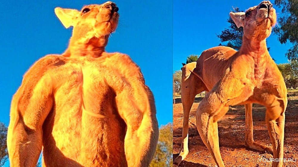Создать мем: кенгуру самец, кенгуру мышцы, самый накаченный кенгуру в мире роджер