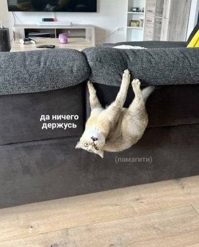 Create meme: Funny cats 2023, on the couch, I'm holding on to nothing