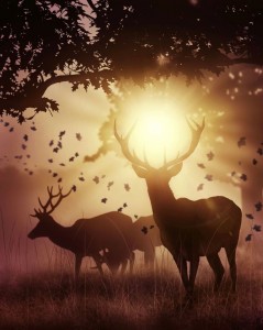 Create meme: deer at sunset, animal deer, deer in the forest