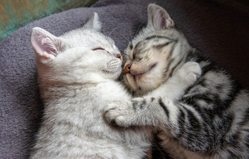 Create meme: cute cats cuddling, seals couple, seals hug