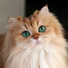 Create meme: the cat is long-haired with eyes, seals, British longhair cat