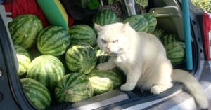 Создать мем: коты продавцы арбузов, кот охраняет арбузы, котенок и арбуз