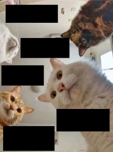 Create meme: cat, memes with cats, new meme with a cat