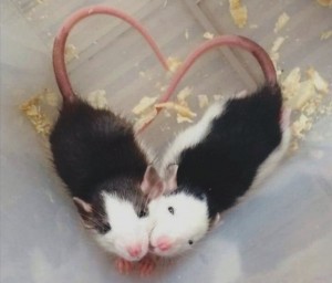 Create meme: rat, animal, pictures cute Japanese mice