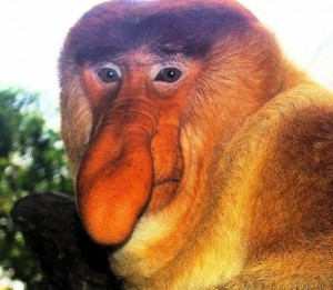 Create meme: monkey nosey, kahau, monkey with big nose